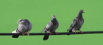 LottoBirds